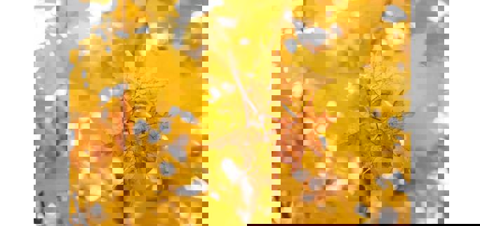 Close up of a yellow leaf