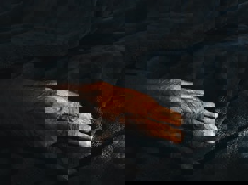 A hand